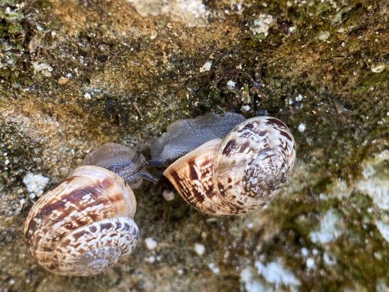 Marmorana serpentina