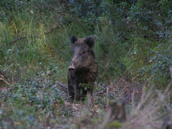 Dal Topo al Cinghiale