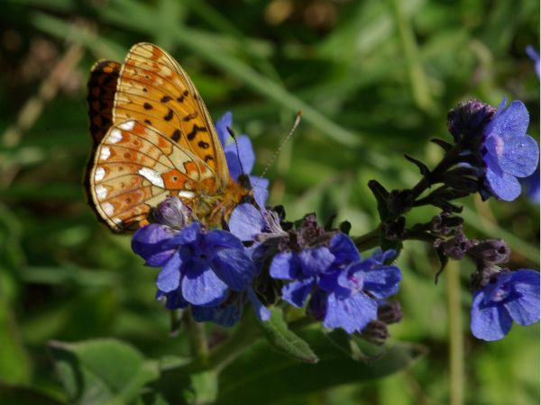 Il Valore della Biodiversità